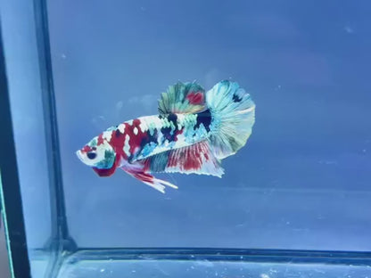 Rare Pair Copper Multicolors Betta Fish (Male & Female)