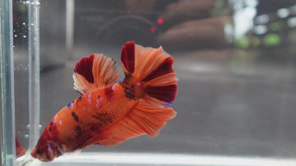 Rare Giant Nemo Betta Fish (Male)