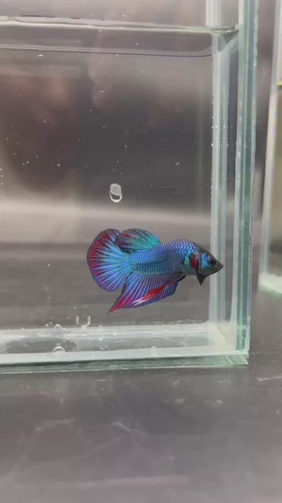 Splenden Hybrid Betta Fish (Male)
