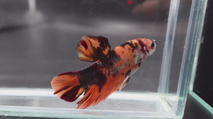 Rare Giant Multicolors Betta Fish (Male)
