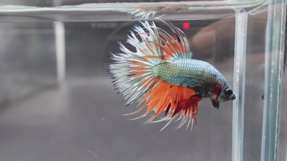 Rare Multicolors Crowntail Betta Fish (Male)