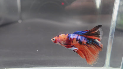 Rare Halfmoon Multicolors Betta Fish (Male)
