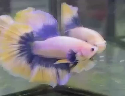 Halfmoon Butterfly Mustard Betta Fish (Male)