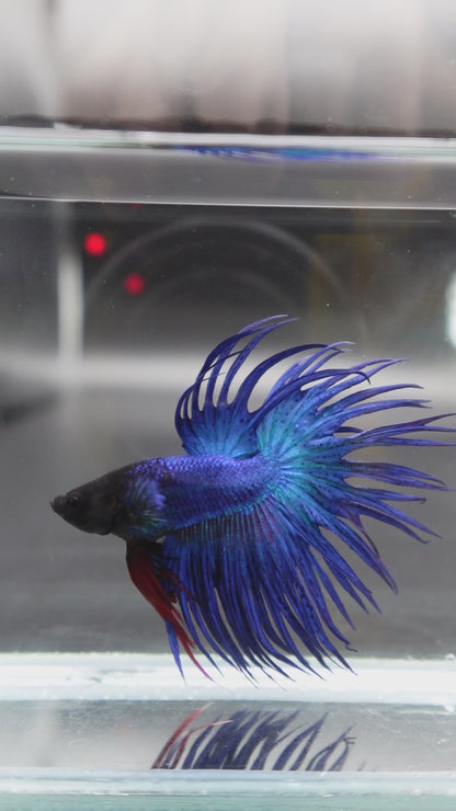 Crowntail Blue Betta Fish (Male)