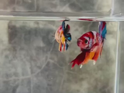 Rare Pair Koi Multicolors Betta Fish (Male & Female)