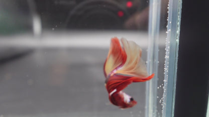 Competition Halfmoon Nemo Betta Fish (MALE)