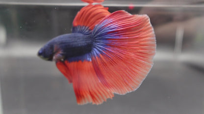 Competition Halfmoon Super Blue Orange Fin Betta Fish (MALE)