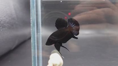 Black Betta Fish (Male)