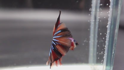 Competition Halfmoon Multicolors Betta Fish (MALE)