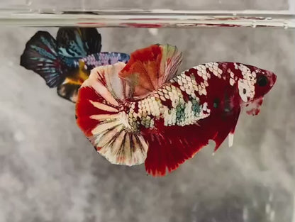 Rare Red Copper Betta Fish (Male)