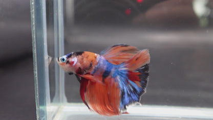 Rare Halfmoon Multicolors Betta Fish (Male)