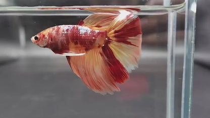 Rare Giant Halfmoon Nemo Betta Fish (Male)
