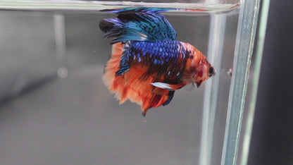 Rare Halfmoon Multicolors Betta Fish (Male)