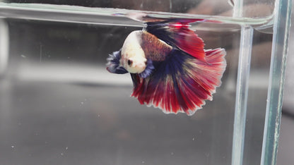 Rare Halfmoon Fancy Betta Fish (Male)