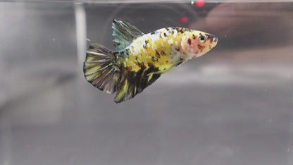 Competition grade - Yellow Copper Tiger Betta Fish (MALE)
