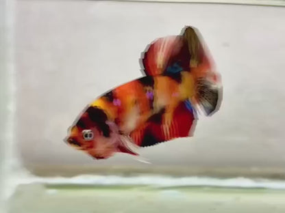 Rare Koi Multicolors Betta Fish (Male)