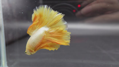 Halfmoon Yellow Betta Fish (Male)