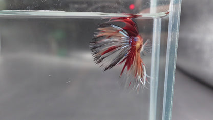Rare Multicolors Crowntail Betta Fish (Male)
