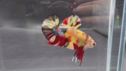Rare Giant Multicolors Betta Fish (Male)