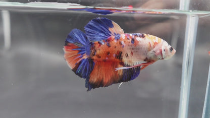 Rare Giant Multicolors Betta Fish (Male)
