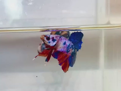 Rare Koi Multicolors Betta Fish (Male)