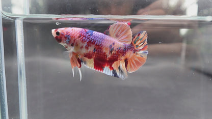 Rare Giant Multicolors Betta Fish (Male)