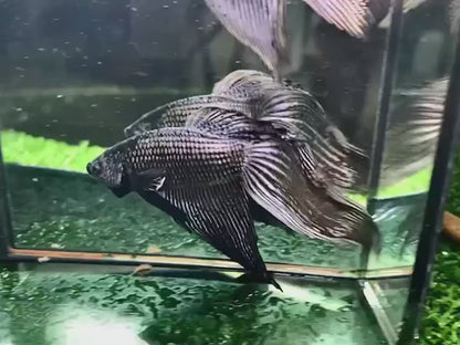 Veiltail Black Dragon Betta Fish (Female)