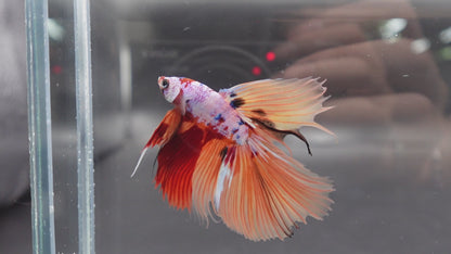 Rare Halfmoon Multicolors Betta Fish (Male)