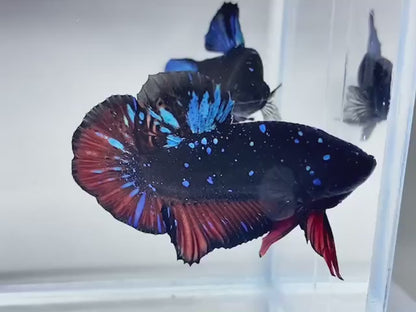 Rare Pair Galaxy Black Star Betta Fish (Male & Female)