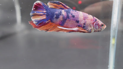 Rare Giant Multicolors Betta Fish (Male)