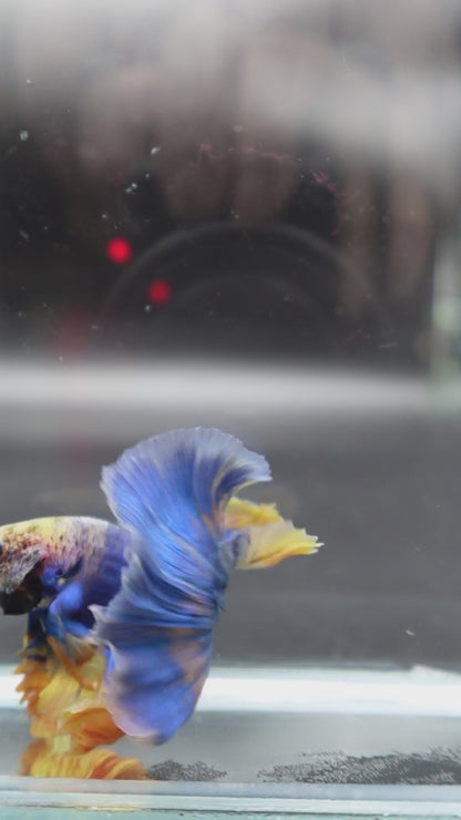 Halfmoon Blue Mustard Betta Fish (Male)