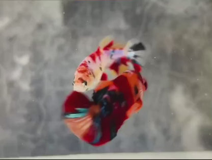 Rare Pair Koi Multicolors Betta Fish (Male & Female)