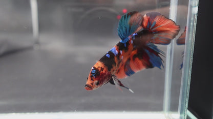 Rare Giant Multicolors Betta Fish (Male)