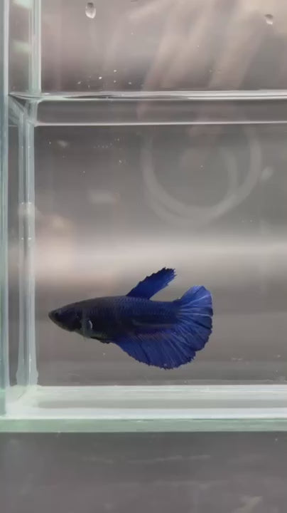 Rare Halfmoon Blue Betta Fish (Female)