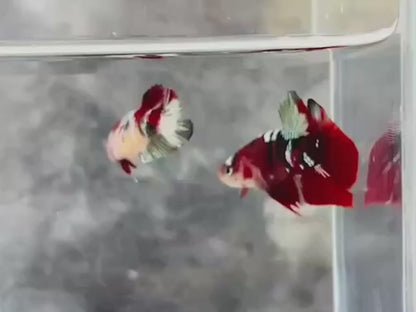 Rare Pair Red Copper Betta Fish (Male & Female)
