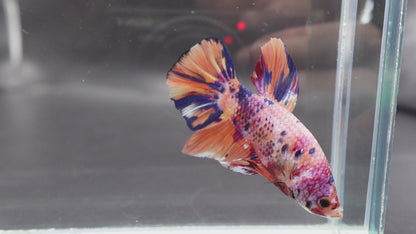 Rare Giant Multicolors Betta Fish (Male)