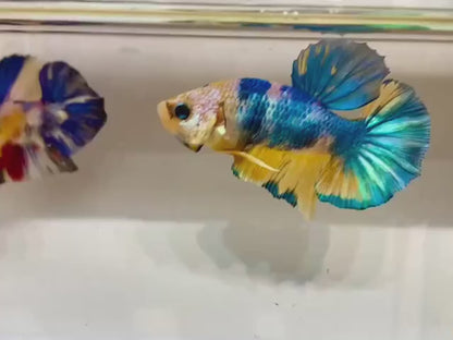 Rare Pair Koi Multicolors Betta Fish (Male & Female)
