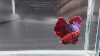 Rare Giant Multicolors Betta Fish (Male)