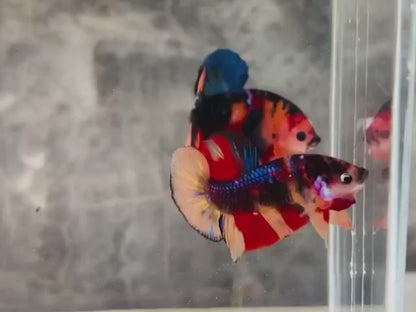 Rare Koi Multicolors Betta Fish (Male)