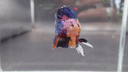 Rare Giant Multicolors Betta Fish (Male)
