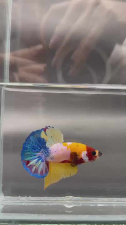 Competition grade - Multicolor Betta Fish (MALE)