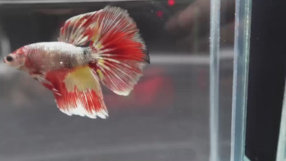 Rare Giant Halfmoon Nemo Copper Betta Fish (Male)