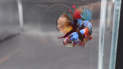 Rare Giant Multicolors Betta Fish (Male)