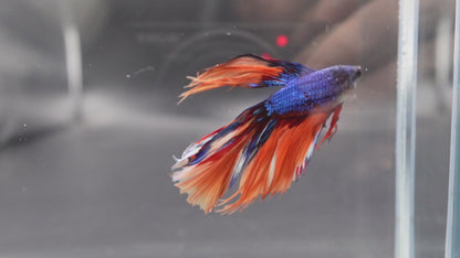 Rare Halfmoon Multicolors Betta Fish (Male)