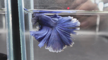 Halfmoon Indigo Blue Betta Fish (Male)