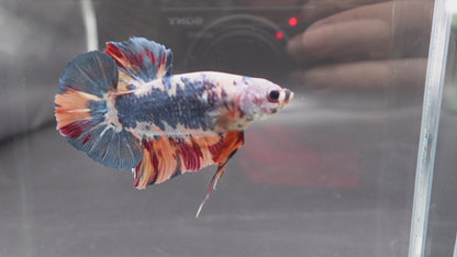 Rare Giant Multicolors Betta Fish (Male)