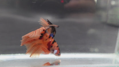 Rare Halfmoon Multicolors Betta Fish (Male)