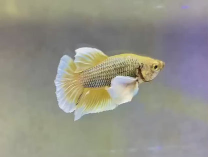 Dumbo Pineapple Butterfly Betta Fish (Male)