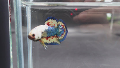 Competition grade - Vanda White Head Betta Fish (MALE)