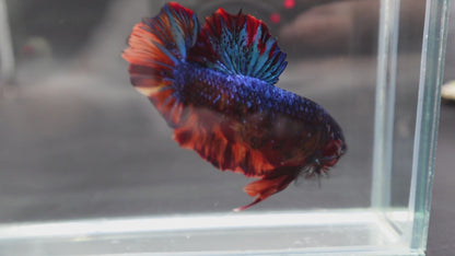 Rare Giant Galaxy Fire Betta Fish (Male)